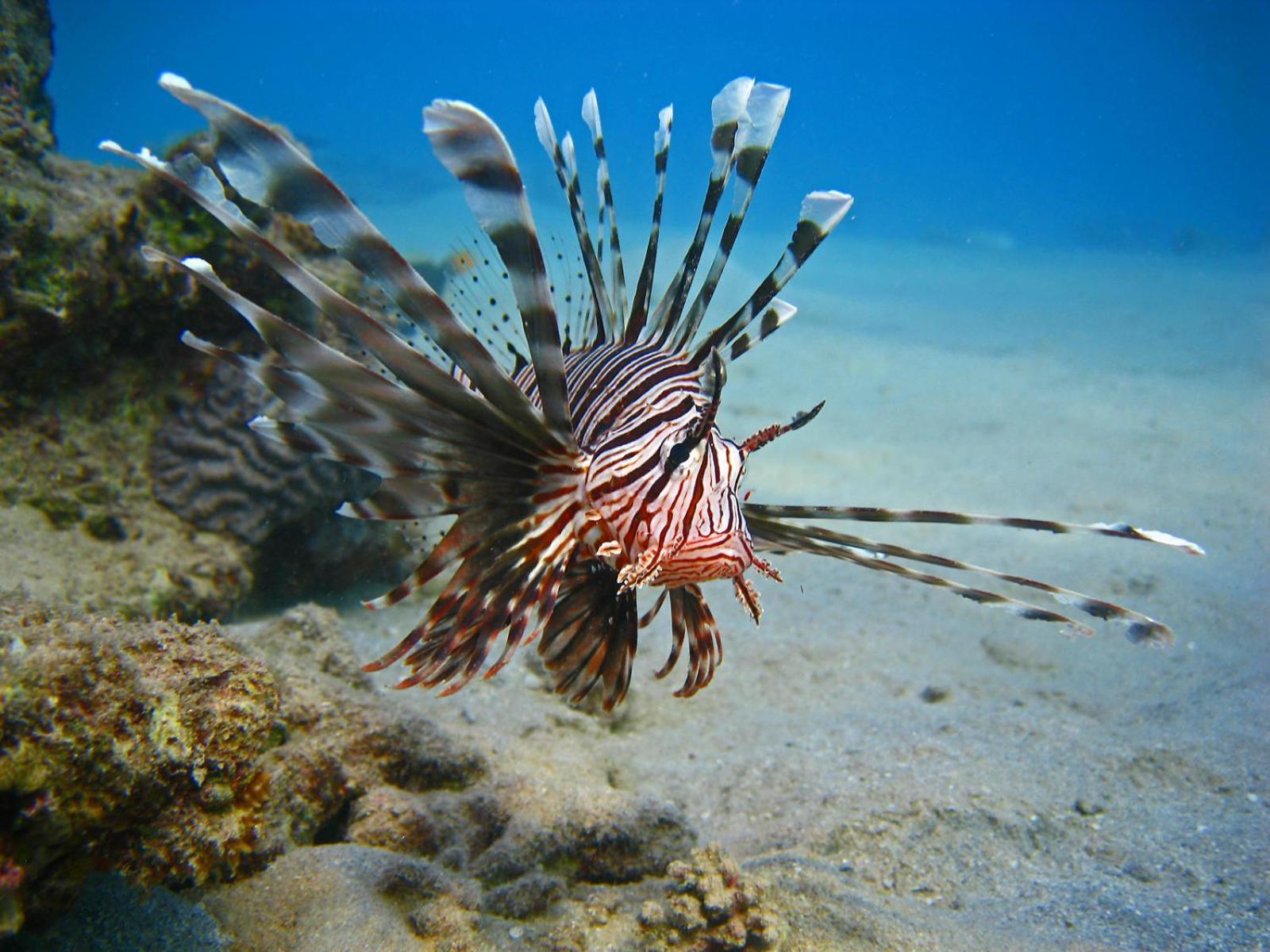 Oonas Dive Club Hotel Шарм ел-Шейх Екстериор снимка